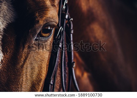 Similar – Image, Stock Photo A brown horse eye looks anxiously into the camera