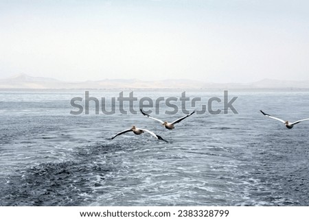 Similar – Image, Stock Photo Several birds over mountain top in black and white