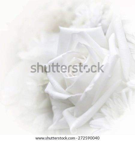 Blurred soft style pure white rose with vignette and iris blur: Background for mothers day card : Happy mother\'s day