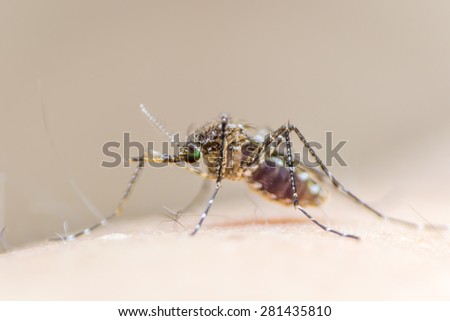 Mosquito on human skin with its stomach full with human blood