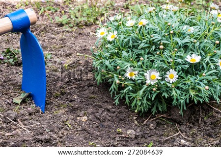 Hoe and margaret flower on soil