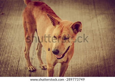 Brown homeless Thai dog on side street ,Vintage retro tone