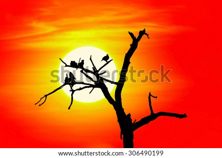 beautiful sunset with silhouette birds on tree