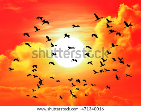 Silhouette Birds Flying With Sunset Background Stock Photo 471340016 ...