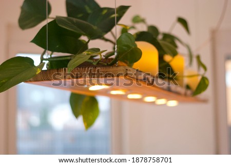 Long wooden pendant lamp (ceiling lamp) with LED. On the top of the lamp there is a green plant and candles. Bright room, windows.