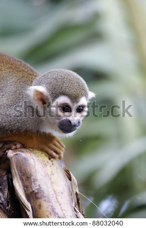 Squirrel monkey from French Guyana