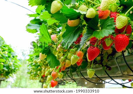 Strawberries plant. Red strawberries on the branches. Eco farm. Selective focus. Strawberry in greenhouse with high technology farming. Agricultural Greenhouse with hydroponic shelving system.