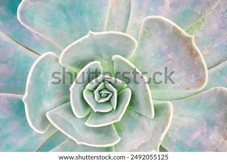 Similar – Foto Bild Nahaufnahme der Echeveria-Pflanze