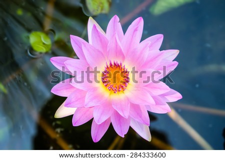 Top Close up Pink Lotus Flower