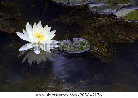Yellow water lily  Mexican waterlily  Nymphaea mexicana Nymphaeaceae originating in Southern USA and Mexico\
Local: Sao Paulo - SP - Brazil\
DATE: 03/2015