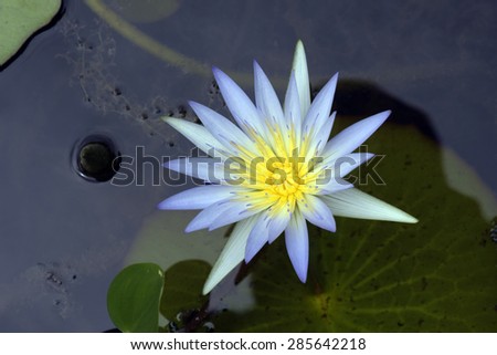Blue lotus or blue water lily Nymphaea caerulea Nymphaeaceae originating in South Africa\
LOCAL: Sao Paulo - SP - Brazil\
DATE: 02/2015