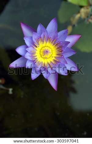 SAO PAULO, SP, BRAZIL - FEBRUARY 14, 2015 - Water lily or lotus, aquatic plant of the genus Nymphaea, much appreciated in gardening