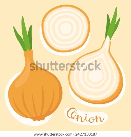 Onion. Whole and sliced onion bulbs. Golden onion, yellow onion. Fresh vegetable. Ingredient for cooking. Vector illustration.