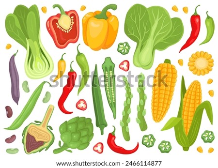 Various fresh vegetables and plants. Garden. Harvest. Bell peppers, chili peppers, bok choy cabbage, corn and corn kernels, okra, artichoke, asparagus. Vector illustration. Vegatable collection. 