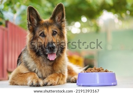 German Shepherd dog lying next to a bowl with kibble dog food, looking at the camera. Close up, copy space. Foto stock © 