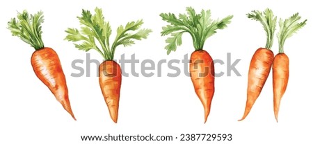 Set of Carrot Watercolor Vector
