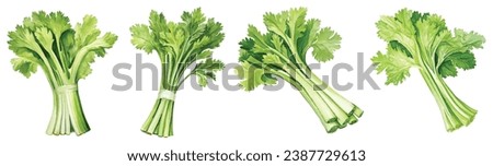 Set of Celery Watercolor Vector