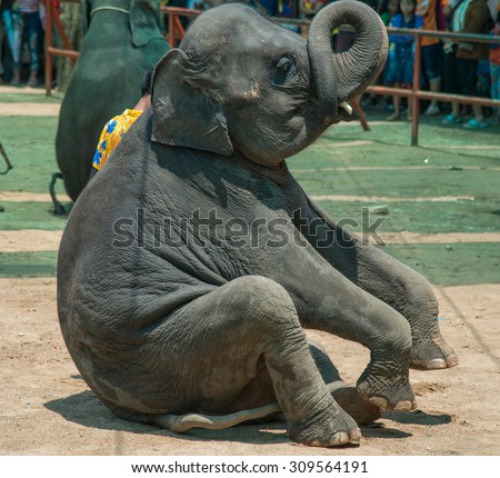 elephant on a sitting position