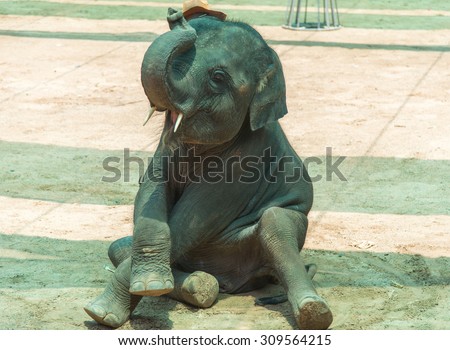 elephant on a sitting position