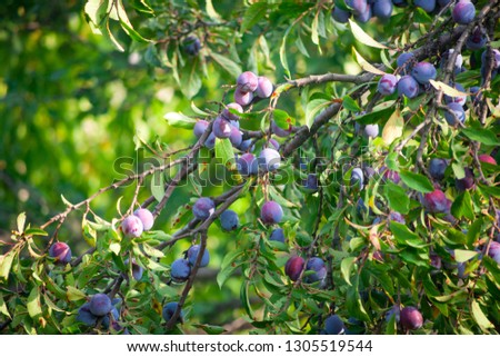 Similar – Image, Stock Photo Plums from the garden
