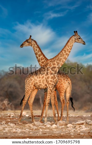 Similar – Foto Bild Zwei Giraffen im Etoscha-Nationalpark, Namibia