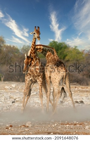 Similar – Foto Bild Zwei Giraffen im Etoscha-Nationalpark, Namibia