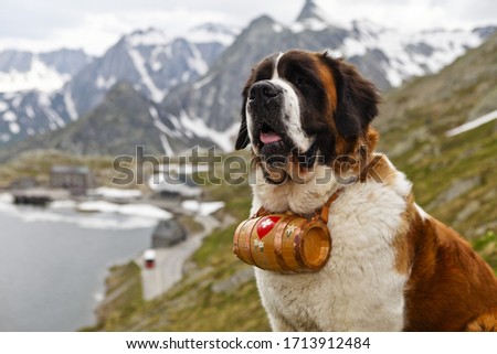 The monks at Saint Bernard's hospice, in the Swiss Alps, used this type of dog to search for and rescue the missing travelers. These days, the saint is basically a family companion or dog show, loved 