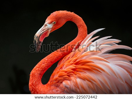 Similar – Foto Bild Vogel Close Up Profil Silhouette Schwarz und Weiß auf Pole und Draht