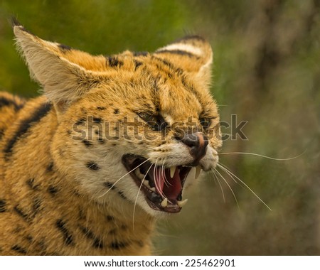 angry African serval cat