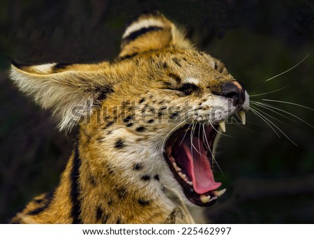 angry wild serval cat