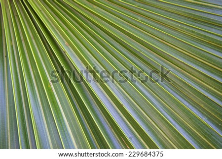 palm leaf lines