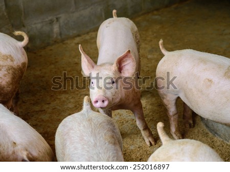Young pigs on the farm, School of pig