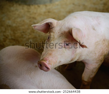Young pigs on the farm, School of pig