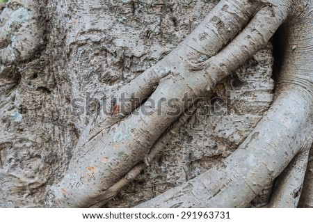 Bark tree texture .old tree texture,old wood