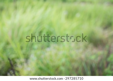 green grass blur back ground ,blur image of Abstract tree