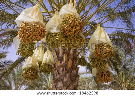 Date-tree with ripe dates before harvest