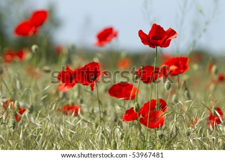 red poppies and  green oat plant on the field
