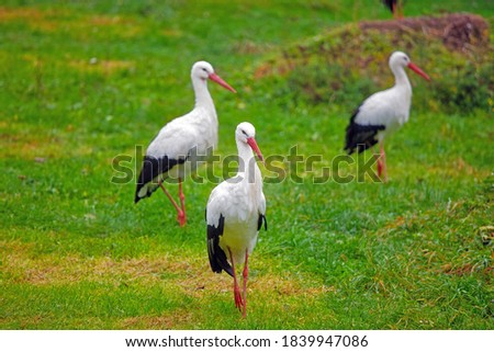 Similar – many cranes search for food on a harvested maize field