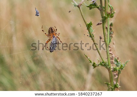 cross spider on the web with spuned fly	
 Imagine de stoc © 