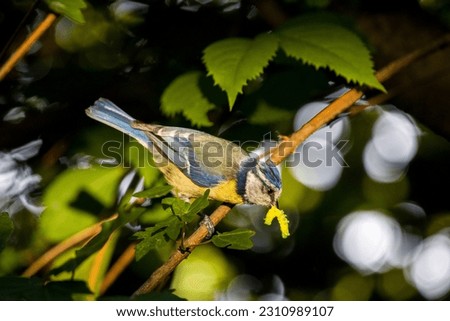 Similar – Image, Stock Photo Blue tit in sunlight