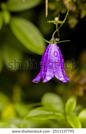 Similar – Image, Stock Photo Purple bellflower with hanging green flower stems and wilted flower buds, seen from the bird’s eye view, in a white, transparent glass vase on a black background. Bouquet of the beautiful, wild Campanula from above, decorative on dark table.