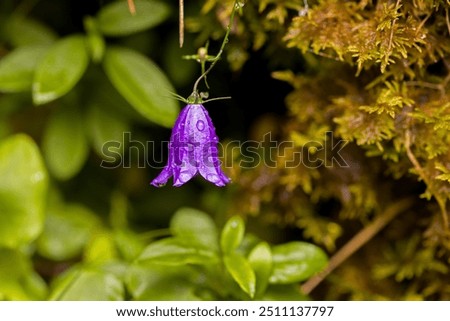 Similar – Image, Stock Photo Purple bellflower with hanging green flower stems and wilted flower buds, seen from the bird’s eye view, in a white, transparent glass vase on a black background. Bouquet of the beautiful, wild Campanula from above, decorative on dark table.