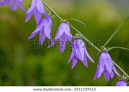 Similar – Image, Stock Photo Purple bellflower with hanging green flower stems and wilted flower buds, seen from the bird’s eye view, in a white, transparent glass vase on a black background. Bouquet of the beautiful, wild Campanula from above, decorative on dark table.