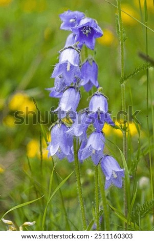 Similar – Image, Stock Photo Purple bellflower with hanging green flower stems and wilted flower buds, seen from the bird’s eye view, in a white, transparent glass vase on a black background. Bouquet of the beautiful, wild Campanula from above, decorative on dark table.