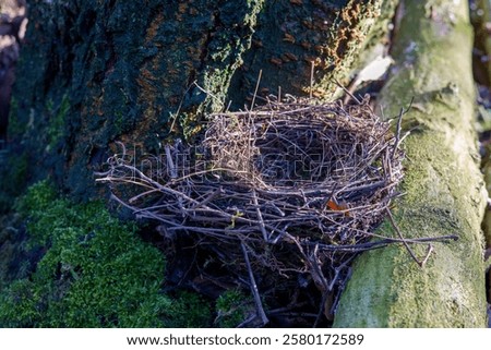 Similar – Foto Bild Amsel im Sonnenschein