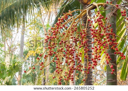 Close-up of Red sealing wax palm tree in the garden.