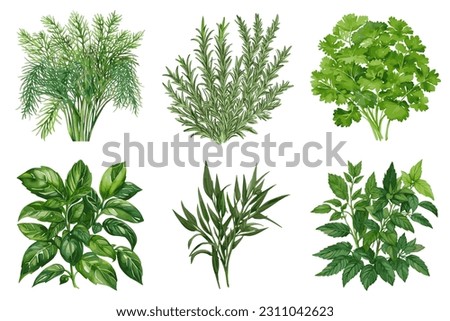 Green basil, tarragon vector, parsley leaves, bunch of dill, rosemary twigs, mint plant healthy eating cooking ingredients vector collection in watercolor style.