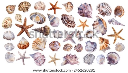 Various seashells and starfish clipart collection on white background. The seashells and starfish isolated summer set. Marine animals.