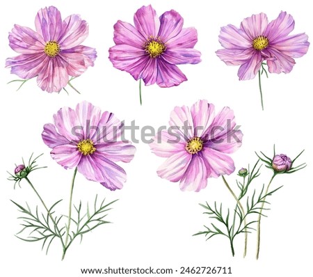 Similar – Image, Stock Photo Pink blossom of cosmea bipinnata (jewelry basket) against the light with raindrops in front of a grey sky