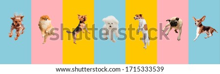 Young dogs jumping, playing, flying. Cute doggies or pets are looking happy isolated on colorful or gradient background. Studio. Creative collage of different breeds of dogs. Flyer for your ad.